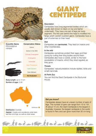Distribution
giant
centipede
Scientific Name
Ethmostigmus
rubripes
Body Length: up to 14 cm
Number of eggs: 3–90
Distribution: Australia
Habitat: Forests and woodlands under bark,
leaf litter and logs, as well as urban areas
Did you know?
Centipedes always have an uneven number of pairs of
legs. The number of pairs can range from 15 to 191.
At about 14 cm, the Giant Centipede is the largest in
Australia, however, the largest centipede in the world
is found in Peru and can grow more than 30 cm long.
AKkTYaPAKkTYaPAKkTYa
Extinct
Extinct in the Wild
Critically Endangered
Endangered
Vulnerable
Near-Threatened
Least Concern
Data Deficient
Not Evaluated
Conservation Status
Description
Centipedes have long segmented bodies which are
usually dark brown to black on top and lighter
underneath. They have one pair of legs per body
segment. The first pair behind the head is modified into
fangs which contain a poison gland. Centipedes have a
pair of antennae on their head.
Diet
Centipedes are carnivores. They feed on insects and
other invertebrates.
In the wild
Centipedes sometimes protect their eggs and their
young by curling their long bodies around them.
Centipedes also have a cuticle, similar to the hard
exoskeleton of insects, which they shed regularly as
they grow.
Threats
Centipedes’ natural predators include reptiles, birds and
small mammals.
At Perth Zoo
You can find the Giant Centipede in the Nocturnal
House.
 