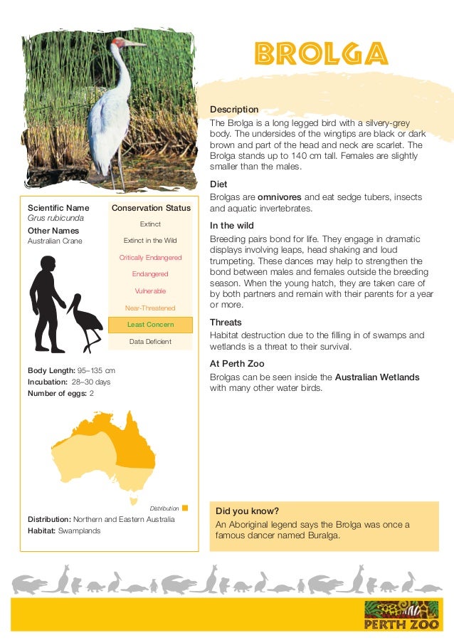 animal fact sheets animal fact sheets