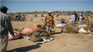 Animal fattening and fodders