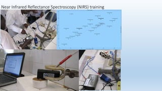 Animal fattening and fodders