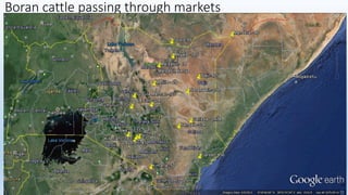 Animal fattening and fodders