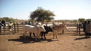 Animal fattening and fodders