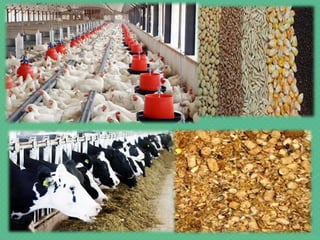 Animal feeds - Poultry & Cattle Feed