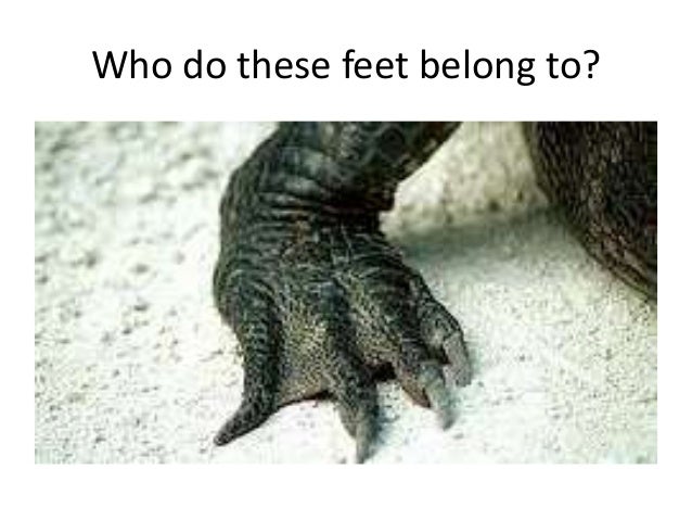 Animal feet pictures