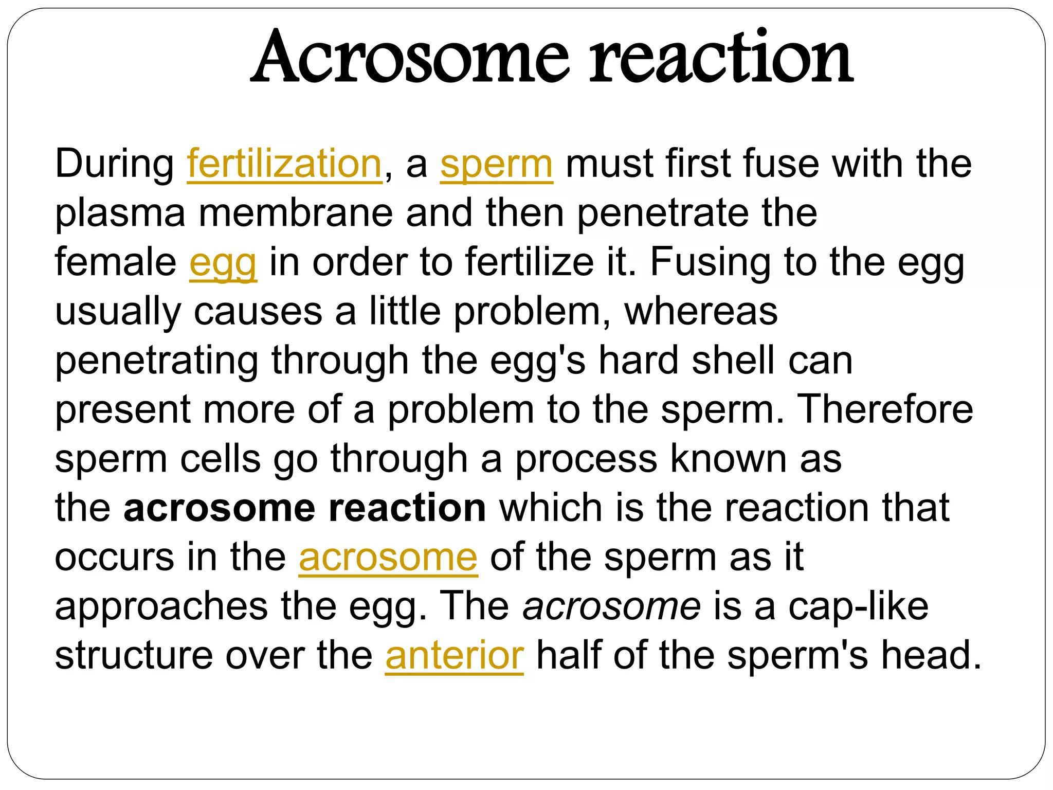 Acrosome reaction
During fertilization, a sperm must first fuse with the
plasma membrane and then penetrate the
female egg in order to fertilize it. Fusing to the egg
usually causes a little problem, whereas
penetrating through the egg's hard shell can
present more of a problem to the sperm. Therefore
sperm cells go through a process known as
the acrosome reaction which is the reaction that
occurs in the acrosome of the sperm as it
approaches the egg. The acrosome is a cap-like
structure over the anterior half of the sperm's head.
 