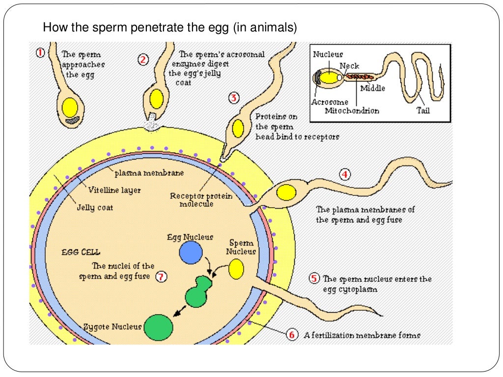 Animal fertilization