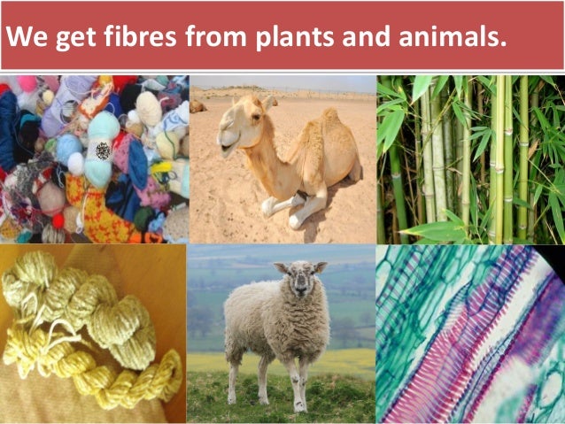 Animal fibre