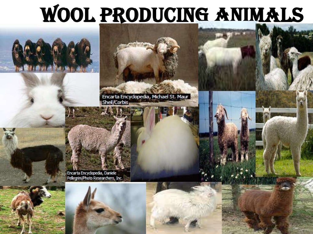 Animal fibres