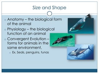 Animal form and function | PPTX