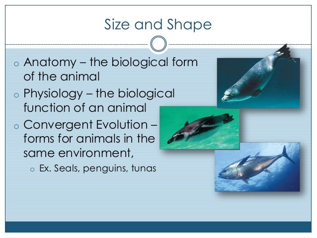 Animal form and function