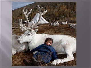 Animal fotoses - Animals