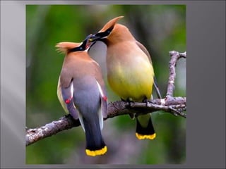 Animal fotoses - Animals