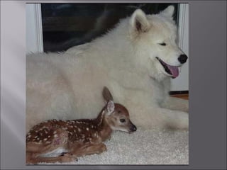 Animal fotoses - Animals