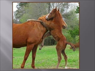 Animal fotoses - Animals