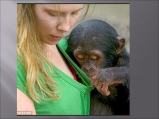 Animal fotoses - Animals