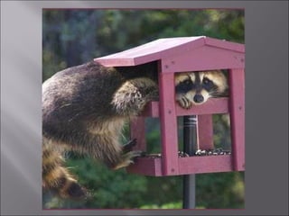 Animal fotoses - Animals