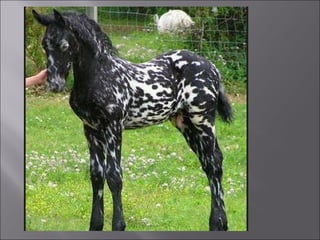 Animal fotoses - Animals