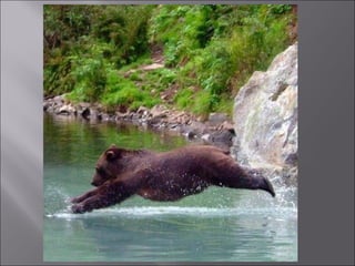 Animal fotoses - Animals