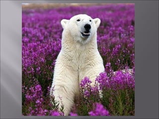 Animal fotoses - Animals