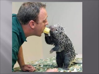 Animal fotoses - Animals