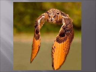 Animal fotoses - Animals