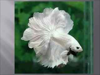 Animal fotoses - Animals