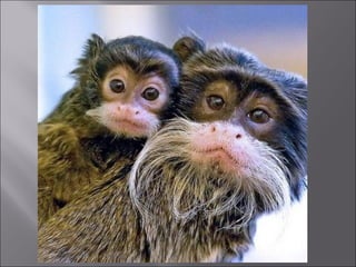 Animal fotoses - Animals