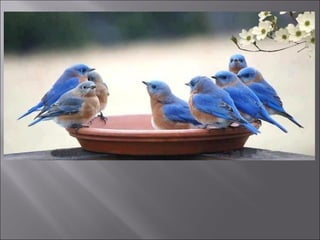 Animal fotoses - Animals