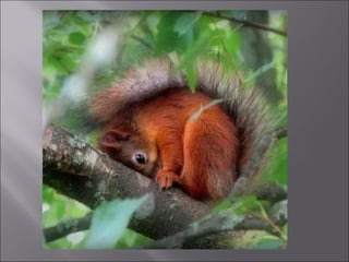 Animal fotoses - Animals