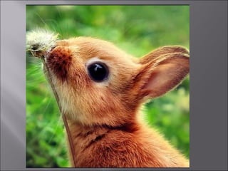 Animal fotoses - Animals