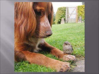 Animal fotoses - Animals