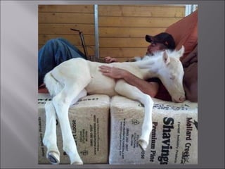 Animal fotoses - Animals