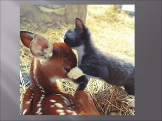 Animal fotoses - Animals