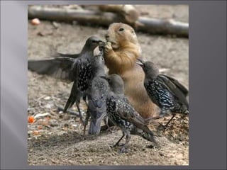 Animal fotoses - Animals