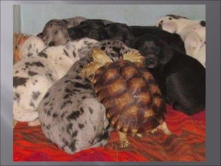 Animal fotoses - Animals