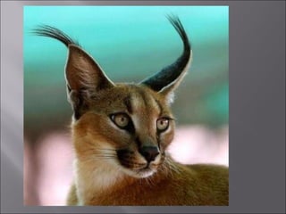 Animal fotoses - Animals