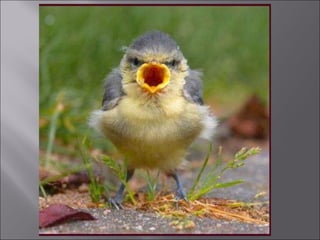 Animal fotoses - Animals