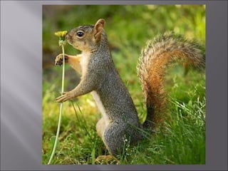 Animal fotoses - Animals