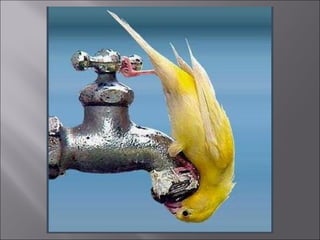 Animal fotoses - Animals