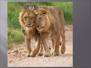 Animal fotoses - Animals