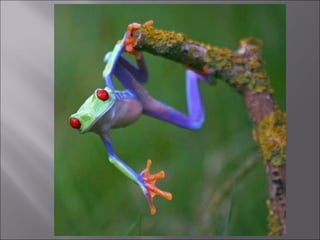 Animal fotoses - Animals