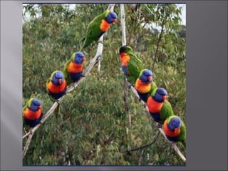 Animal fotoses - Animals