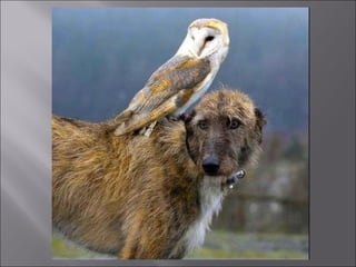 Animal fotoses - Animals