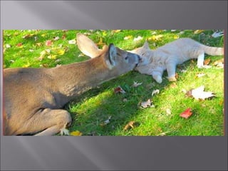 Animal fotoses - Animals