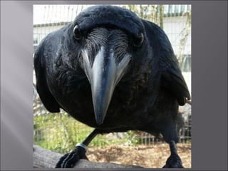 Animal fotoses - Animals