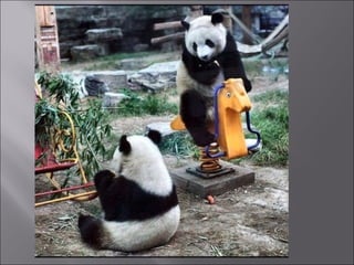 Animal fotoses - Animals