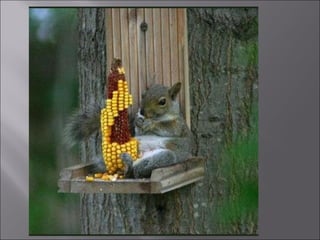 Animal fotoses - Animals