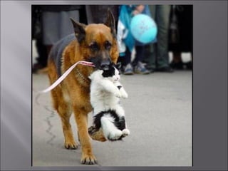 Animal fotoses - Animals