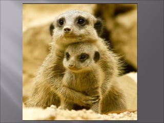 Animal fotoses - Animals