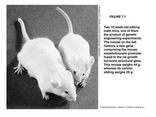 Animal Genetic Engineering 110816.ppt